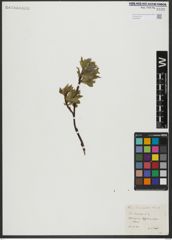 Foto von Salix hastata L.